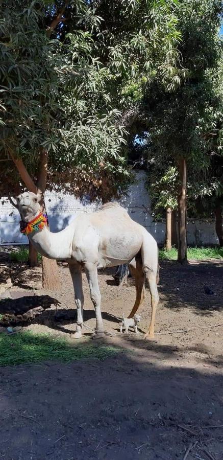 Habibi Nubian Guest House-Nubian Hospitality Asszuán Kültér fotó